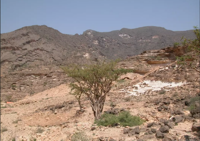 Frankincense Trail Salalah_ Discovery travel & Tourism